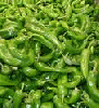 Green Chili from ATCHAYA EXPORTS, KARUR, INDIA