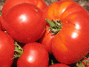 Tomato from ATCHAYA EXPORTS, KARUR, INDIA