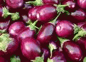 Brinjal