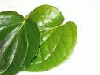 Betel Leaves